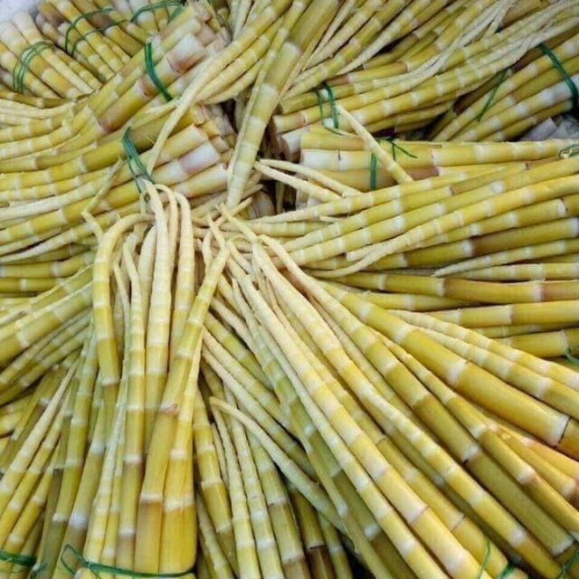 Măng trúc Yên Tử - Hình 4