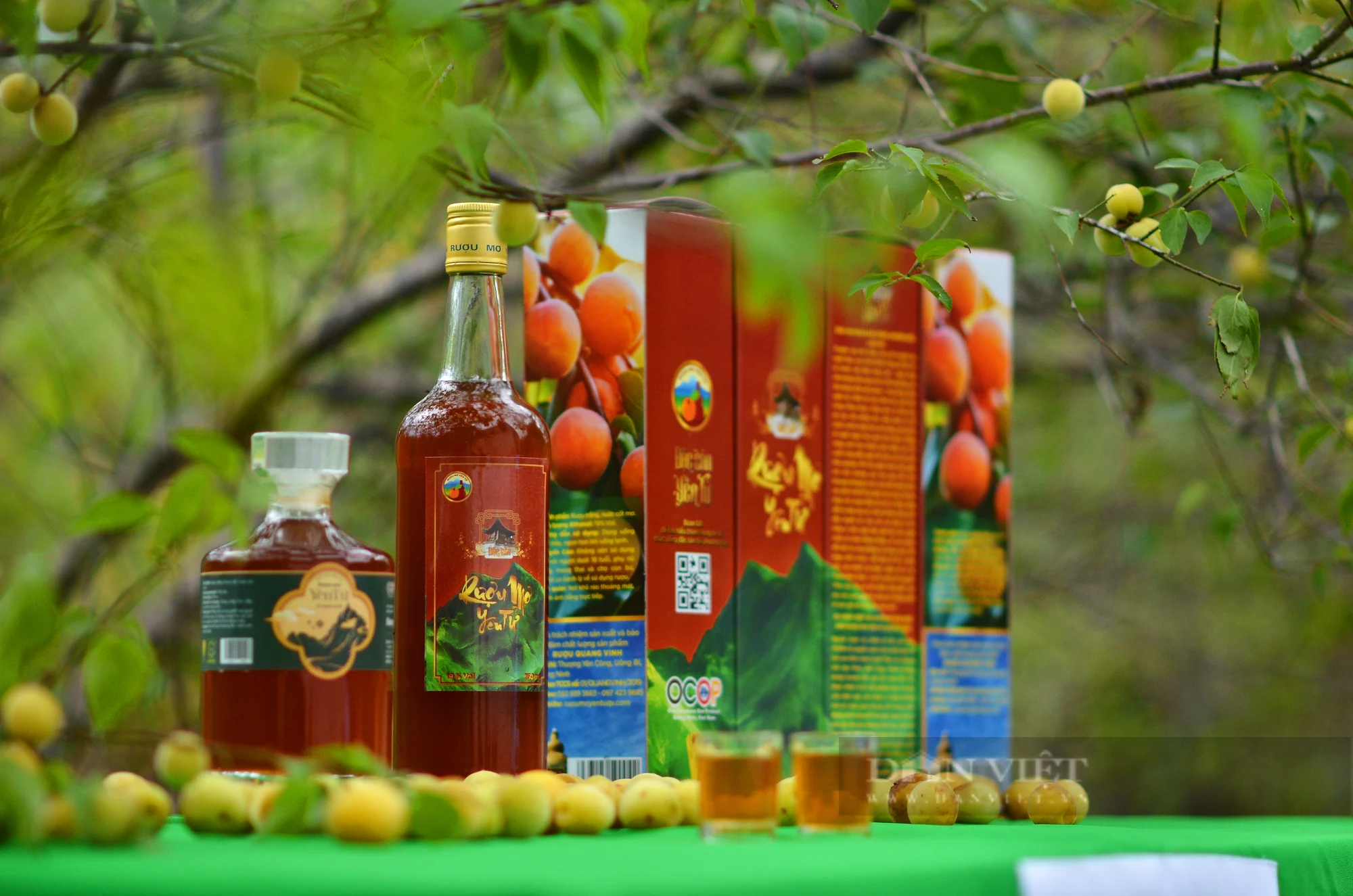 Rượu mơ Yên Tử - Hình 2
